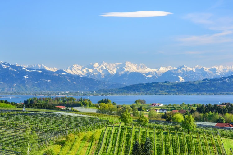 Weinberge am Bodensee mit Bergen in der Ferne