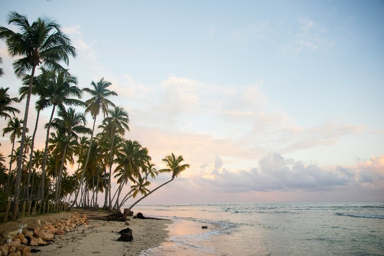 Palmen­gesäumter Sandstrand mit sanften Wellen im Abendlicht und pastellfarbenem Himmel.