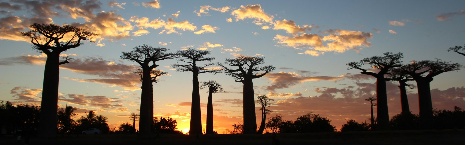 Baobab-Bäume vor Sonnenuntergang