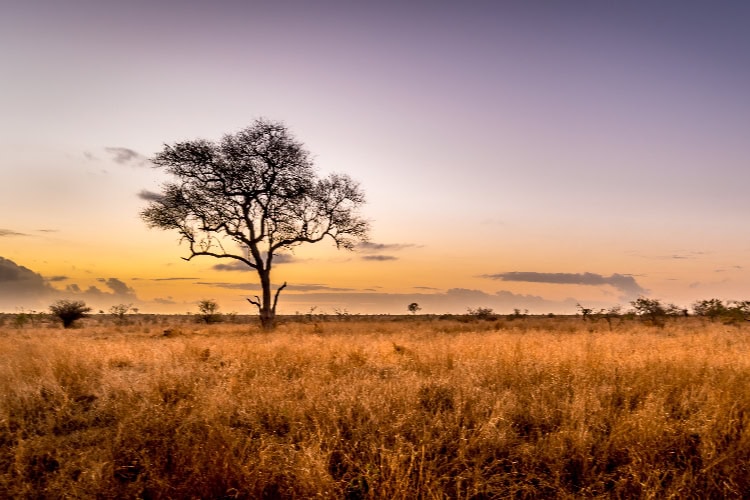 Weite afrikanische Savannenlandschaft mit einzelnem Baum bei Sonnenuntergang und goldfarbenem Gras.
