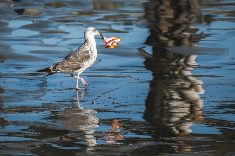 Möwe läuft durch den nassen Sand mit einem Stück Plastikmüll im Schnabel
